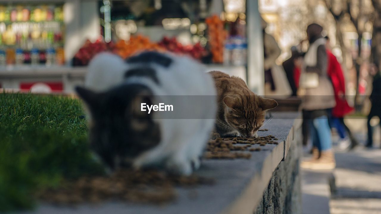 CLOSE-UP OF CAT BY WALL