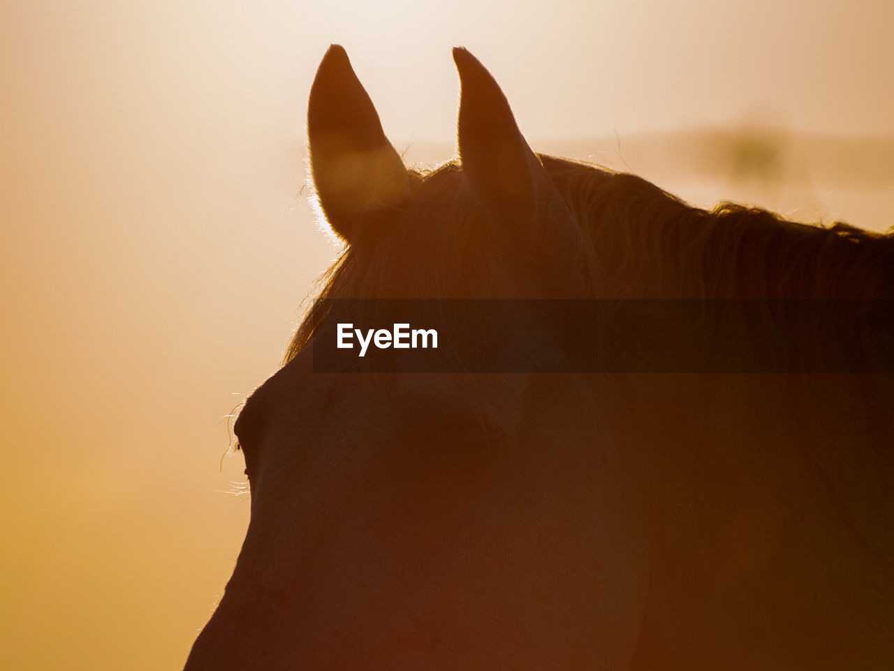 SILHOUETTE PERSON WITH HORSE AGAINST ORANGE SKY