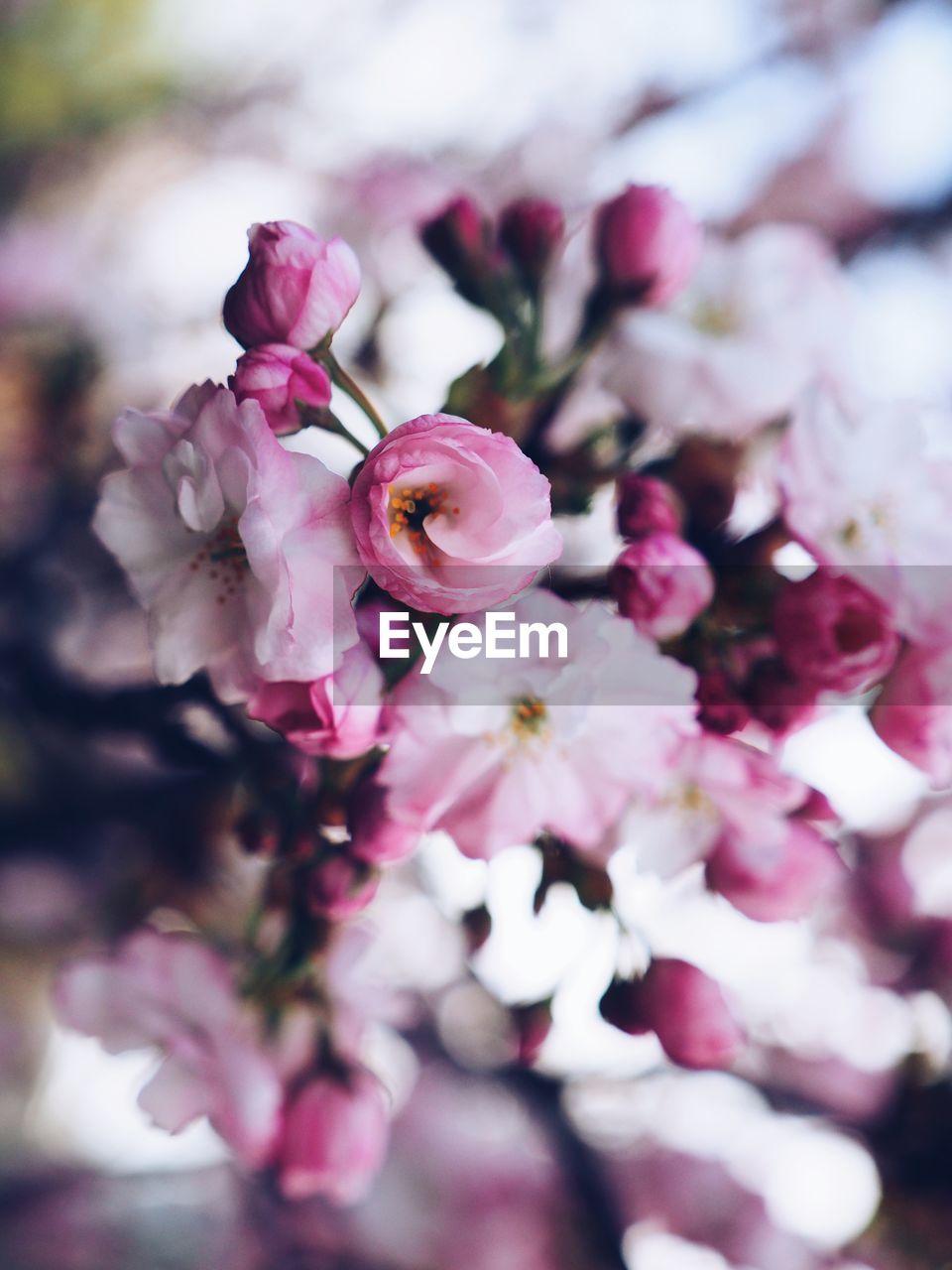 Close-up of pink cherry blossoms