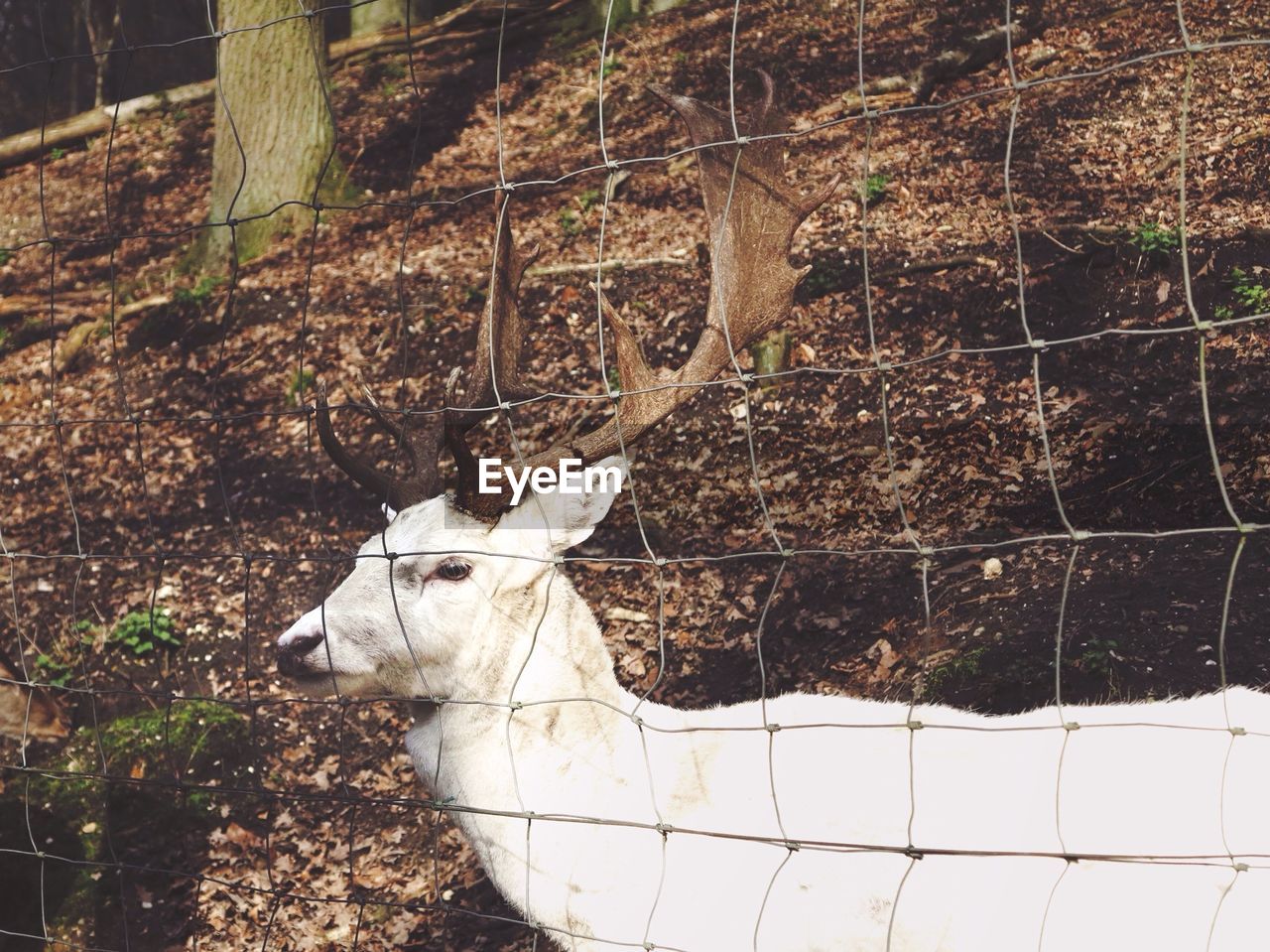 Side view of a deer against fence