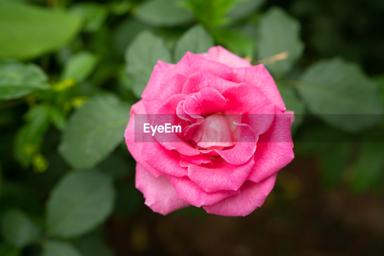 CLOSE-UP OF PINK ROSE AGAINST PLANTS