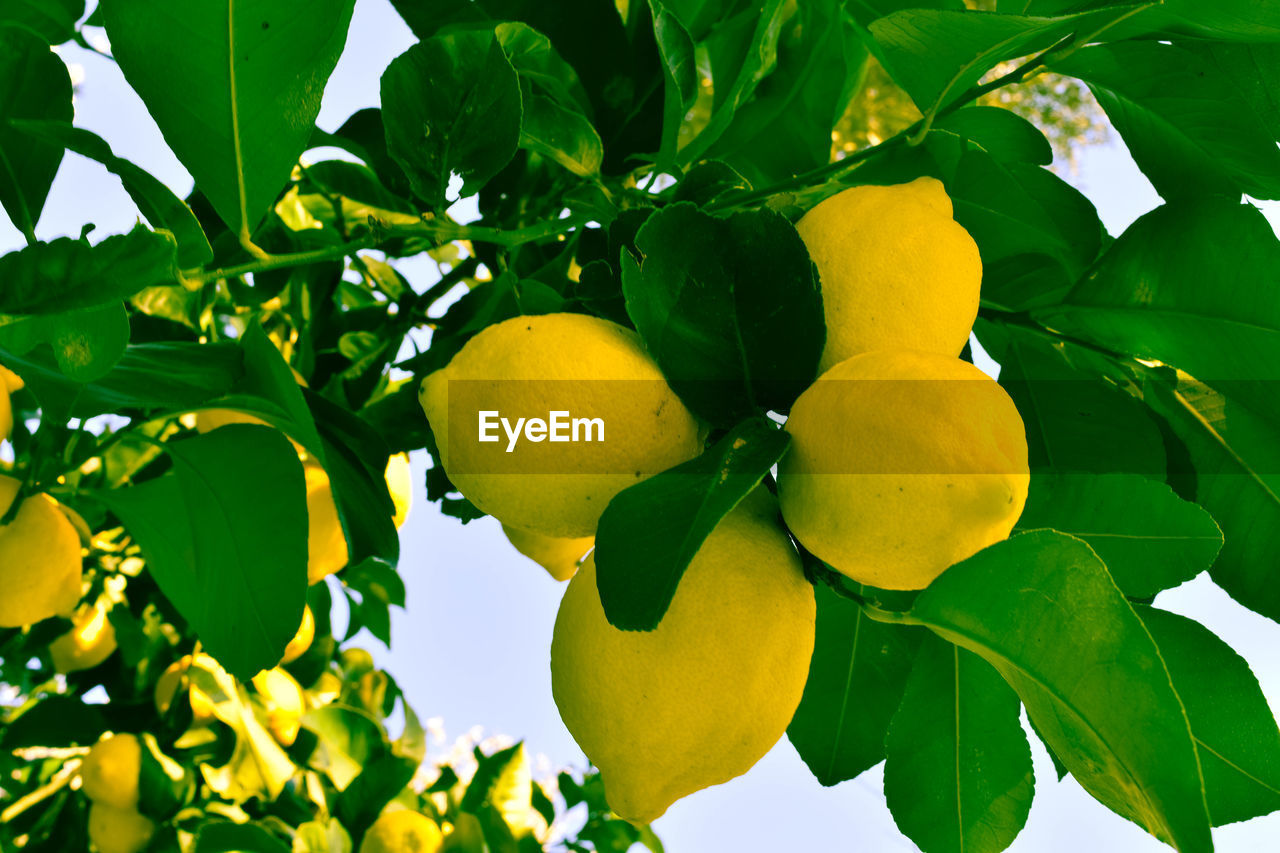 Close-up of lemons growing on tree