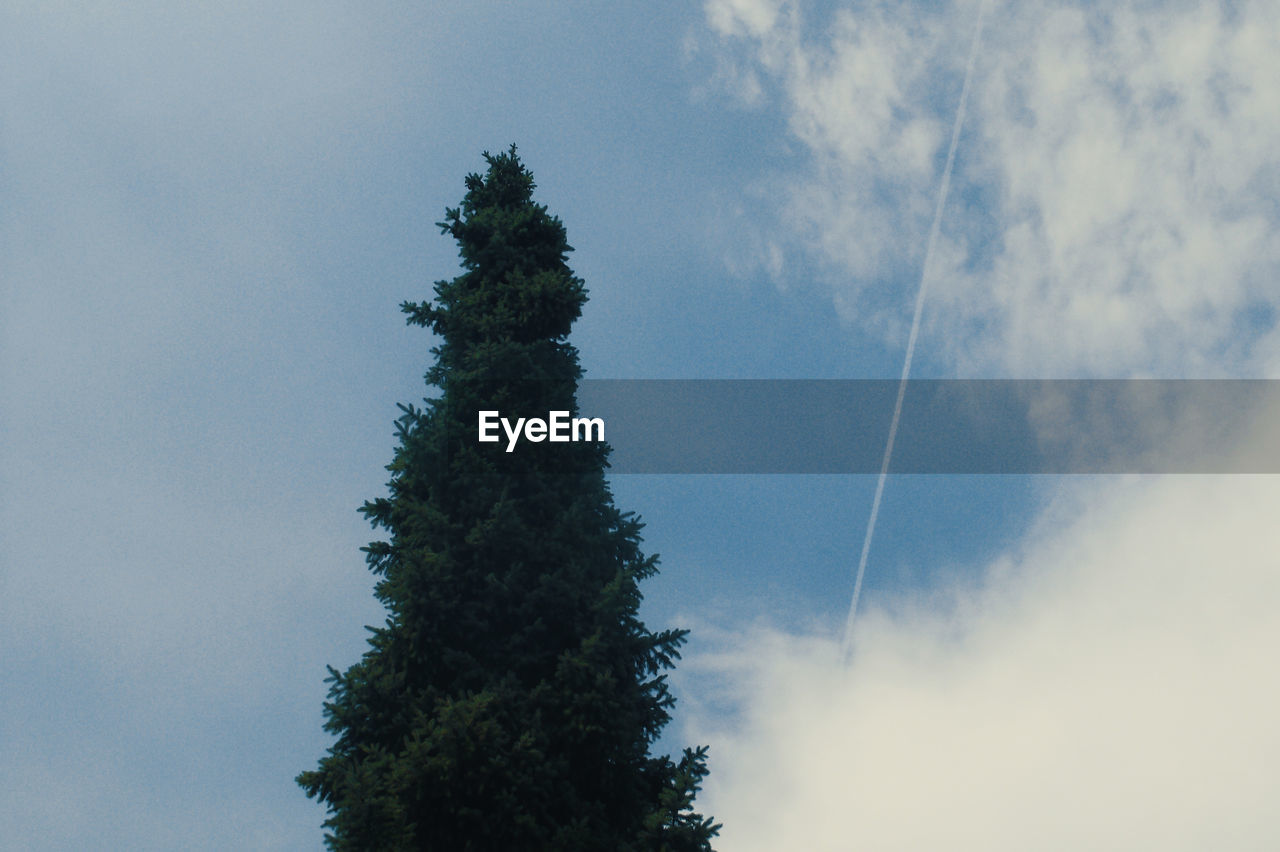 LOW ANGLE VIEW OF TREES AGAINST VAPOR TRAIL IN SKY