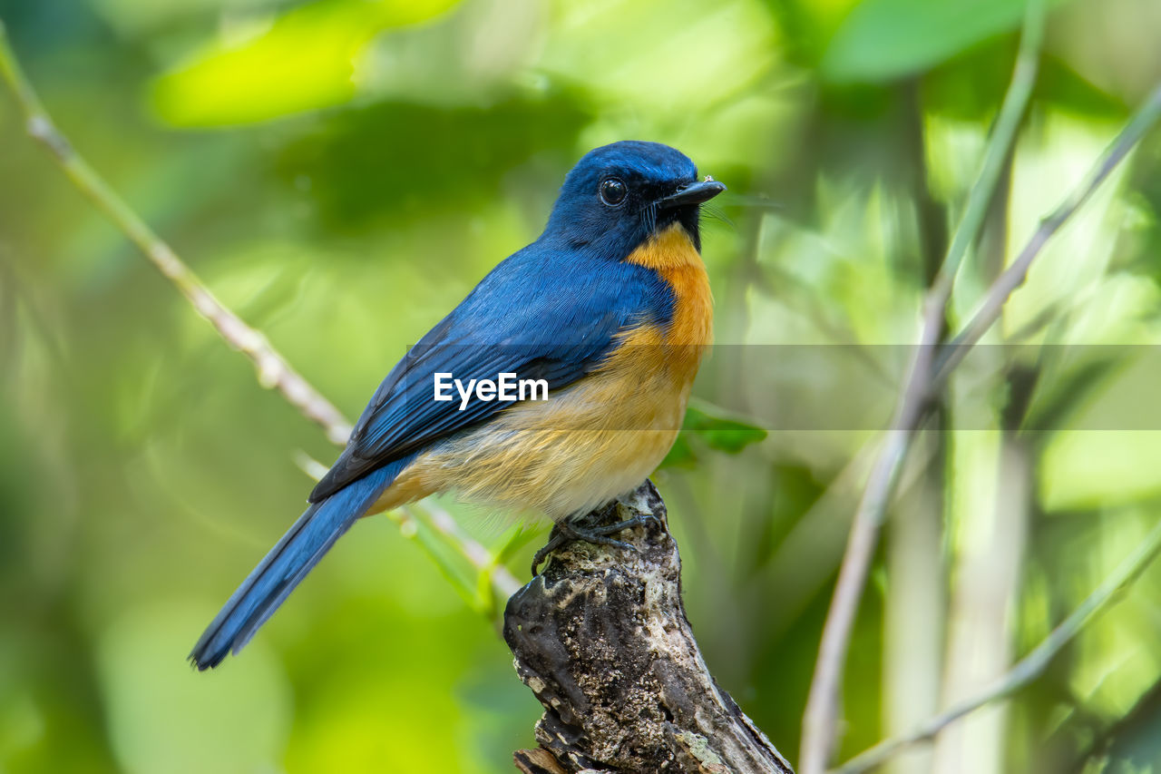 CLOSE-UP OF BIRD PERCHING ON TREE