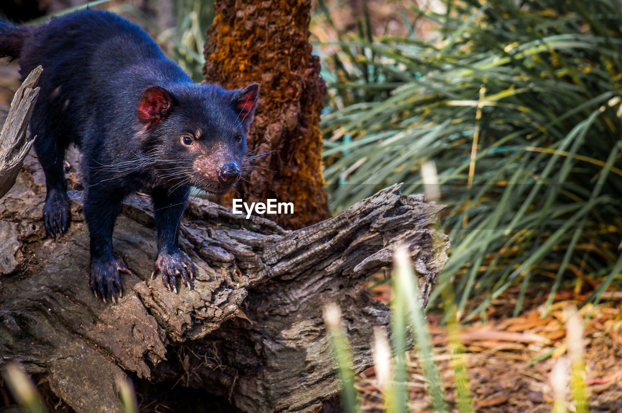 CLOSE-UP OF A SQUIRREL ON TREE