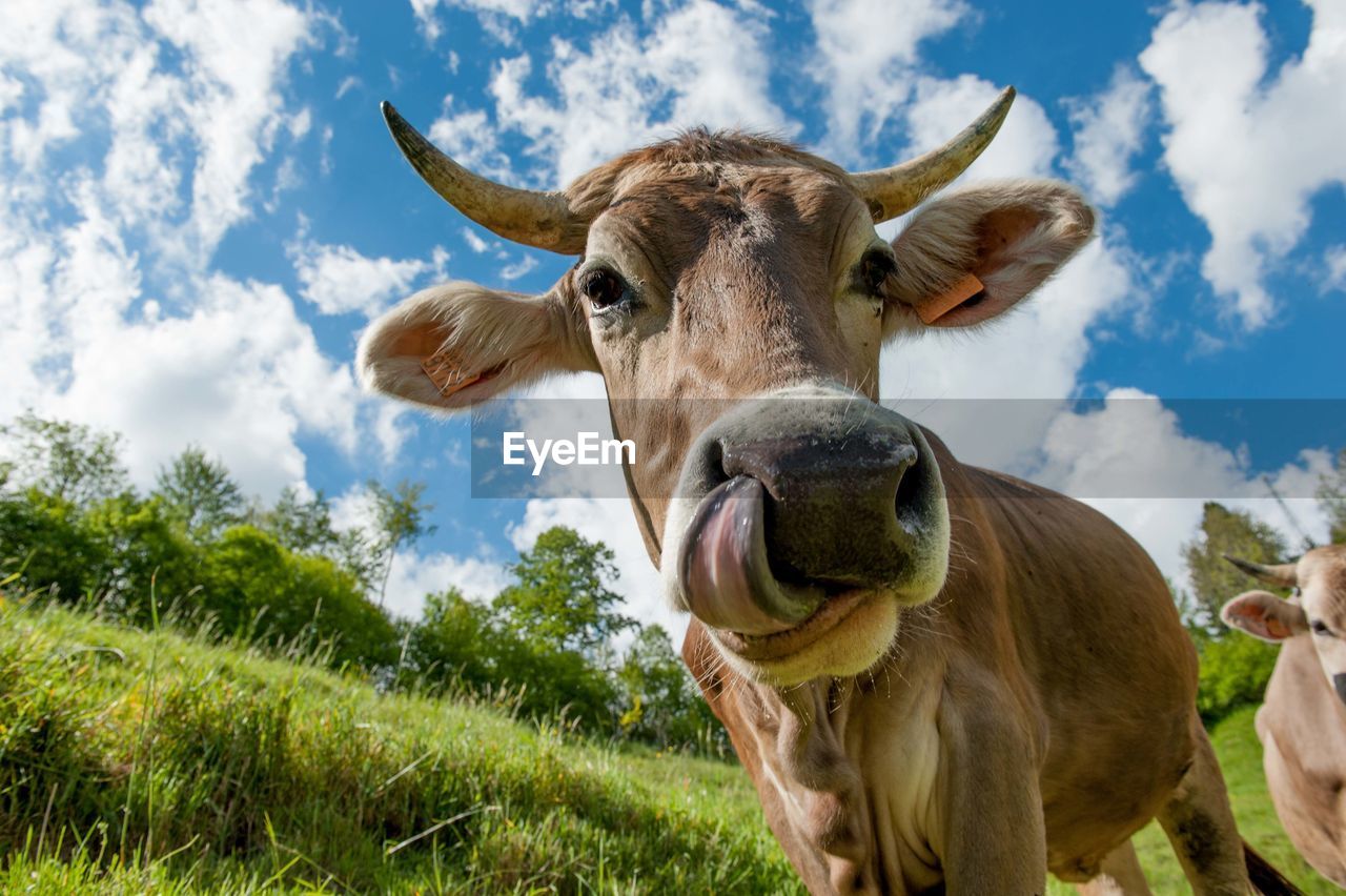 Portrait of cow on field