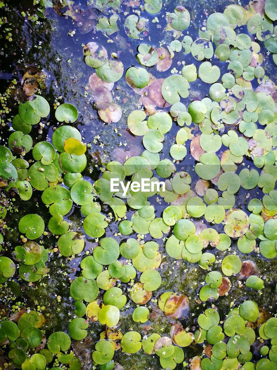 HIGH ANGLE VIEW OF WATER LILY LEAF FLOATING ON PEBBLES