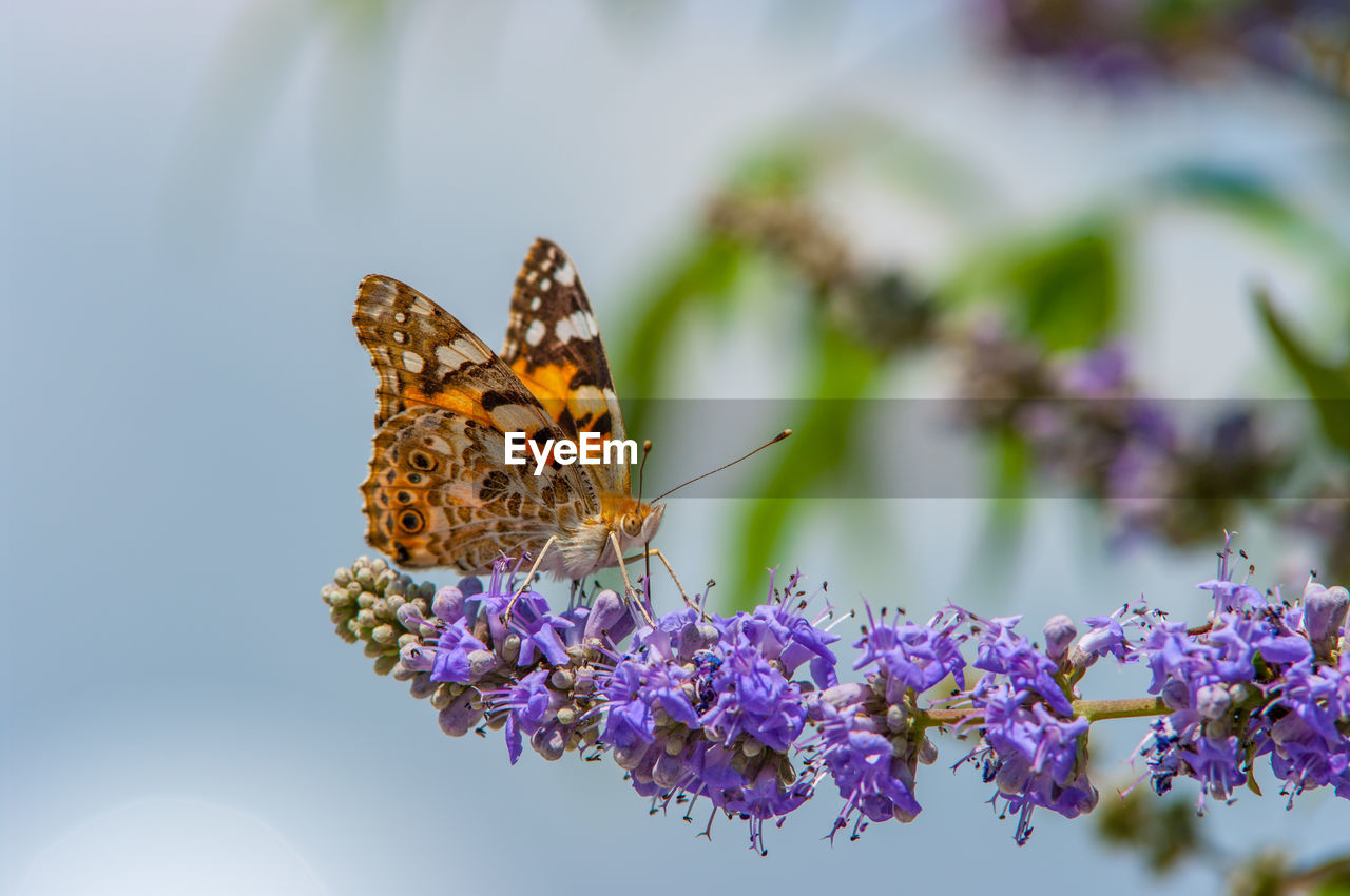 Butterfly pollinating on flower