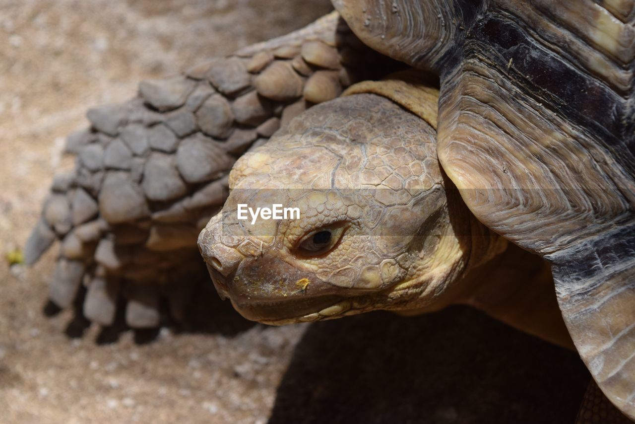 CLOSE-UP OF A TURTLE