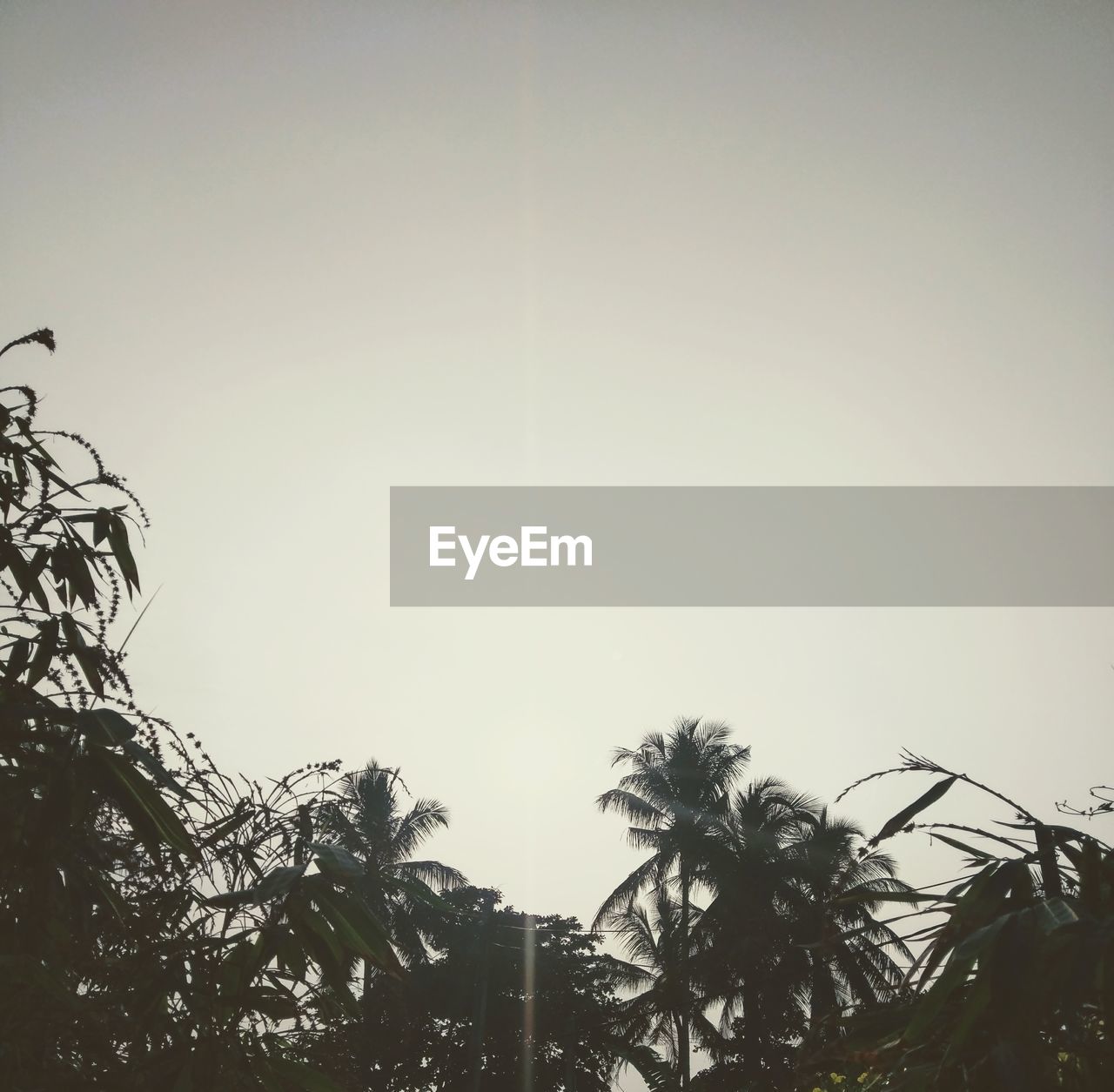 LOW ANGLE VIEW OF PALM TREES AGAINST SKY