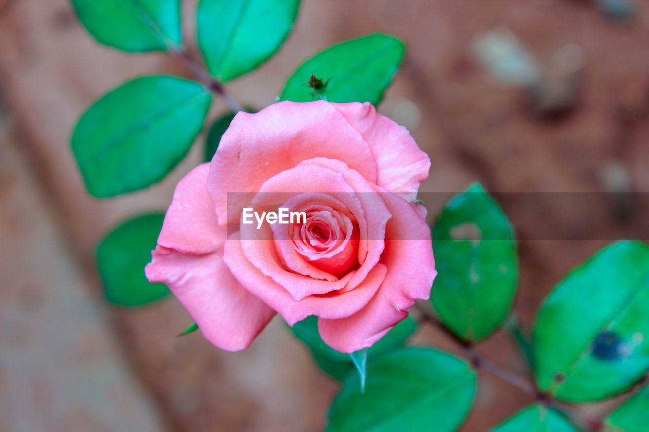 CLOSE-UP OF PINK ROSE IN BLUE FLOWER