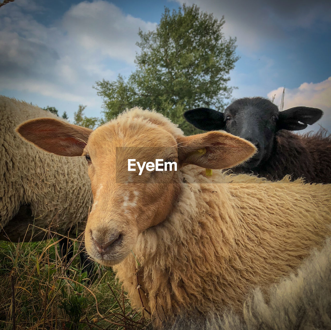 COW ON FIELD