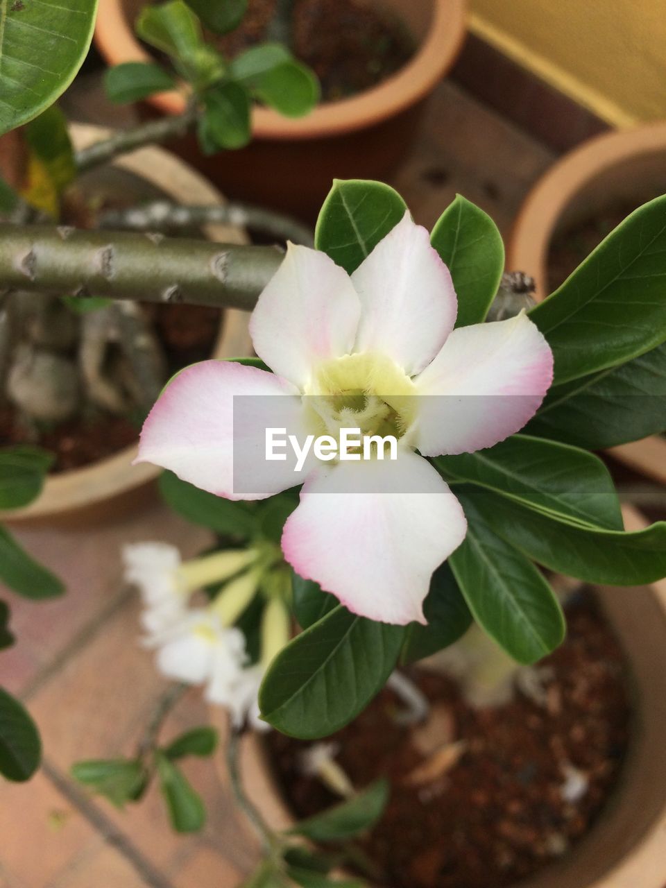 CLOSE-UP OF FLOWER GROWING OUTDOORS