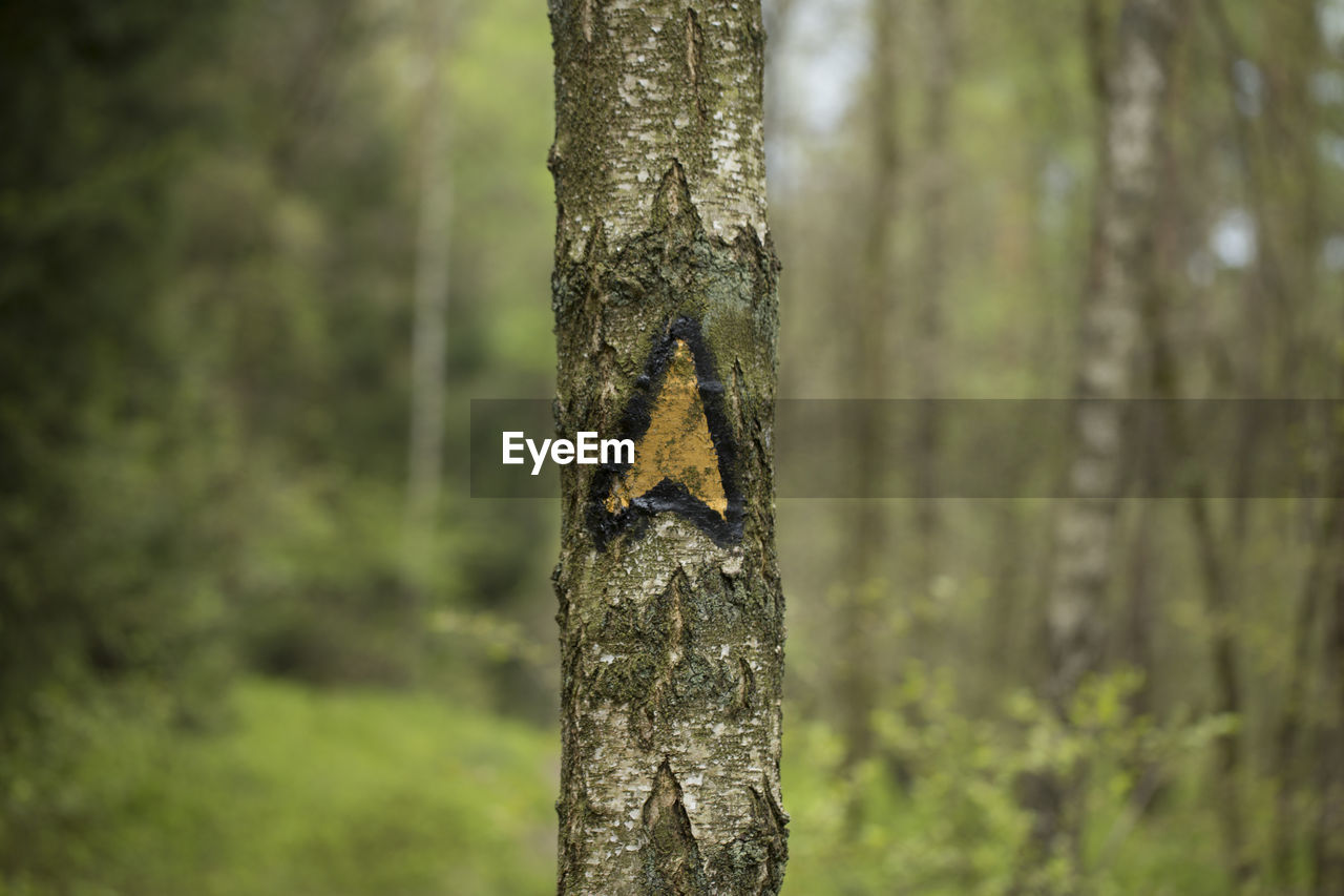 Close-up of tree trunk in forest