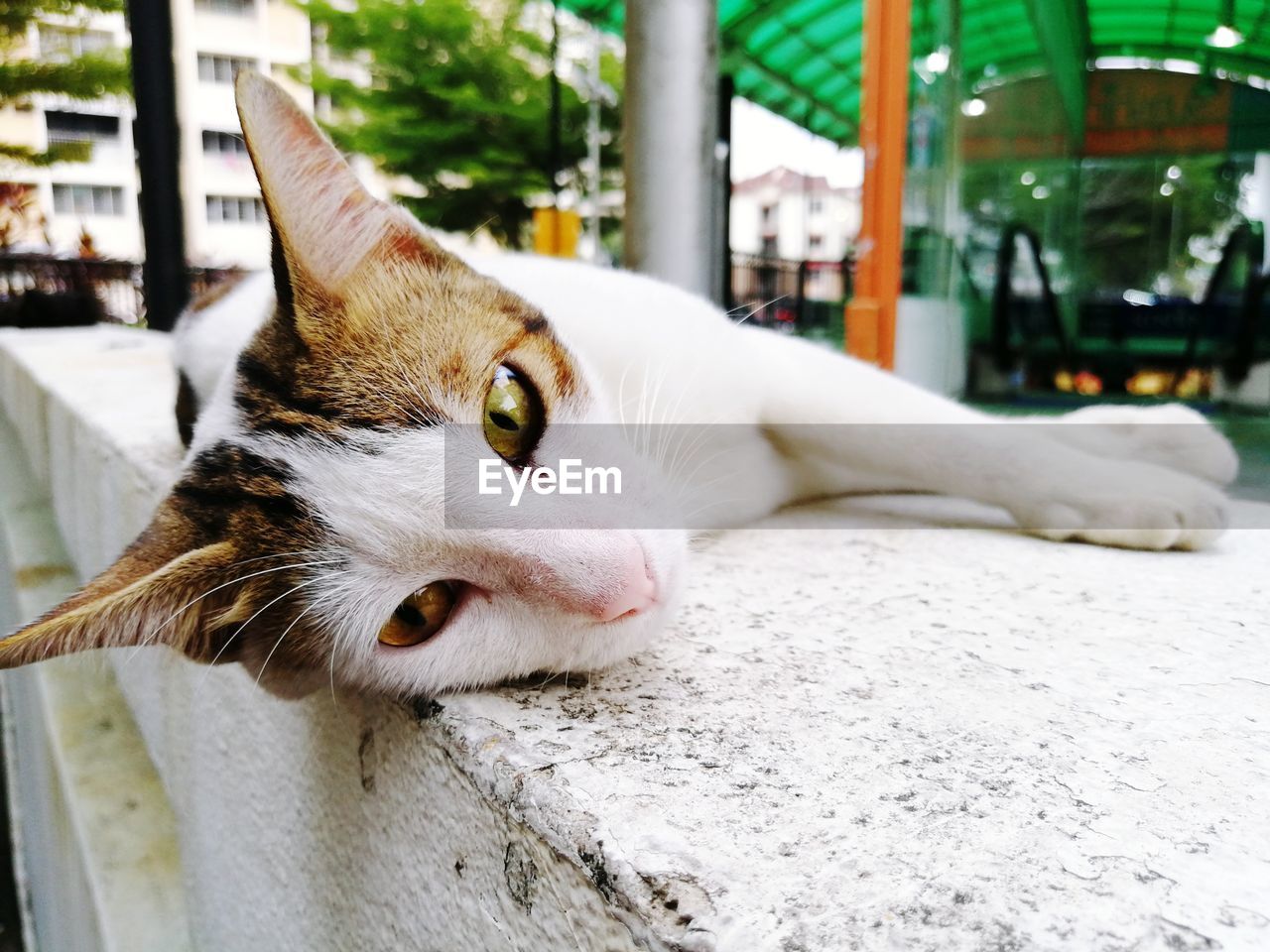 Close-up of a cat