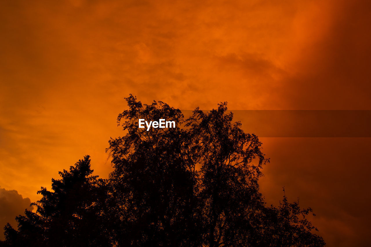 The silhouette of a tree in front of a colorful sunset after a thunderstorm in the swiss alps