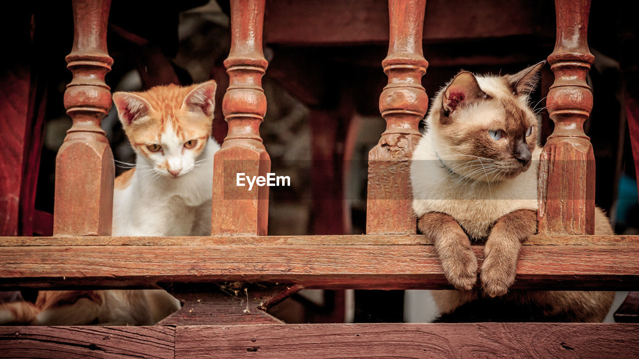 Low angle view of cats looking through balustrade