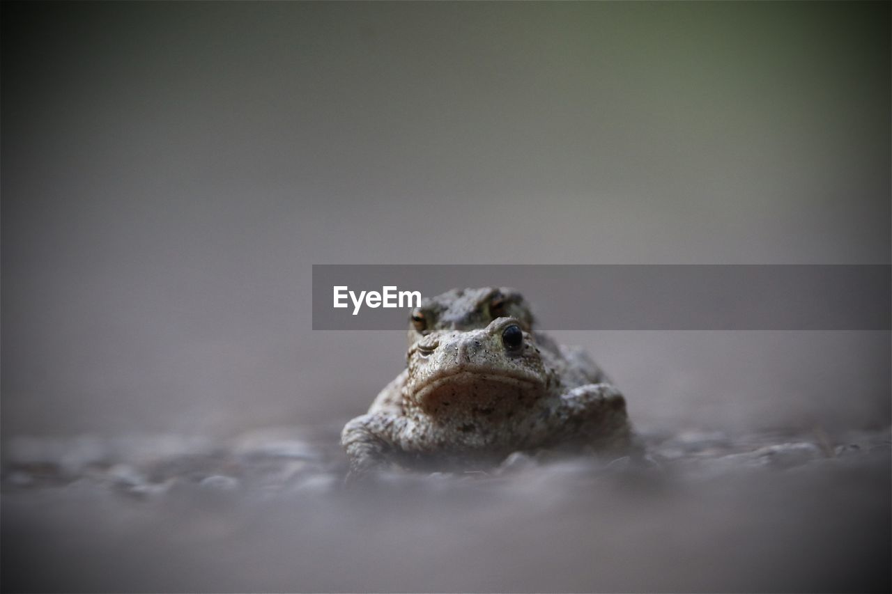 Close-up of frog on land