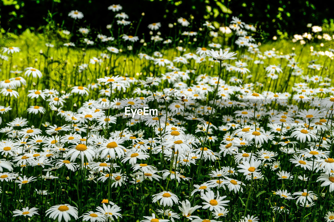 Close-up of white flowering plants on field