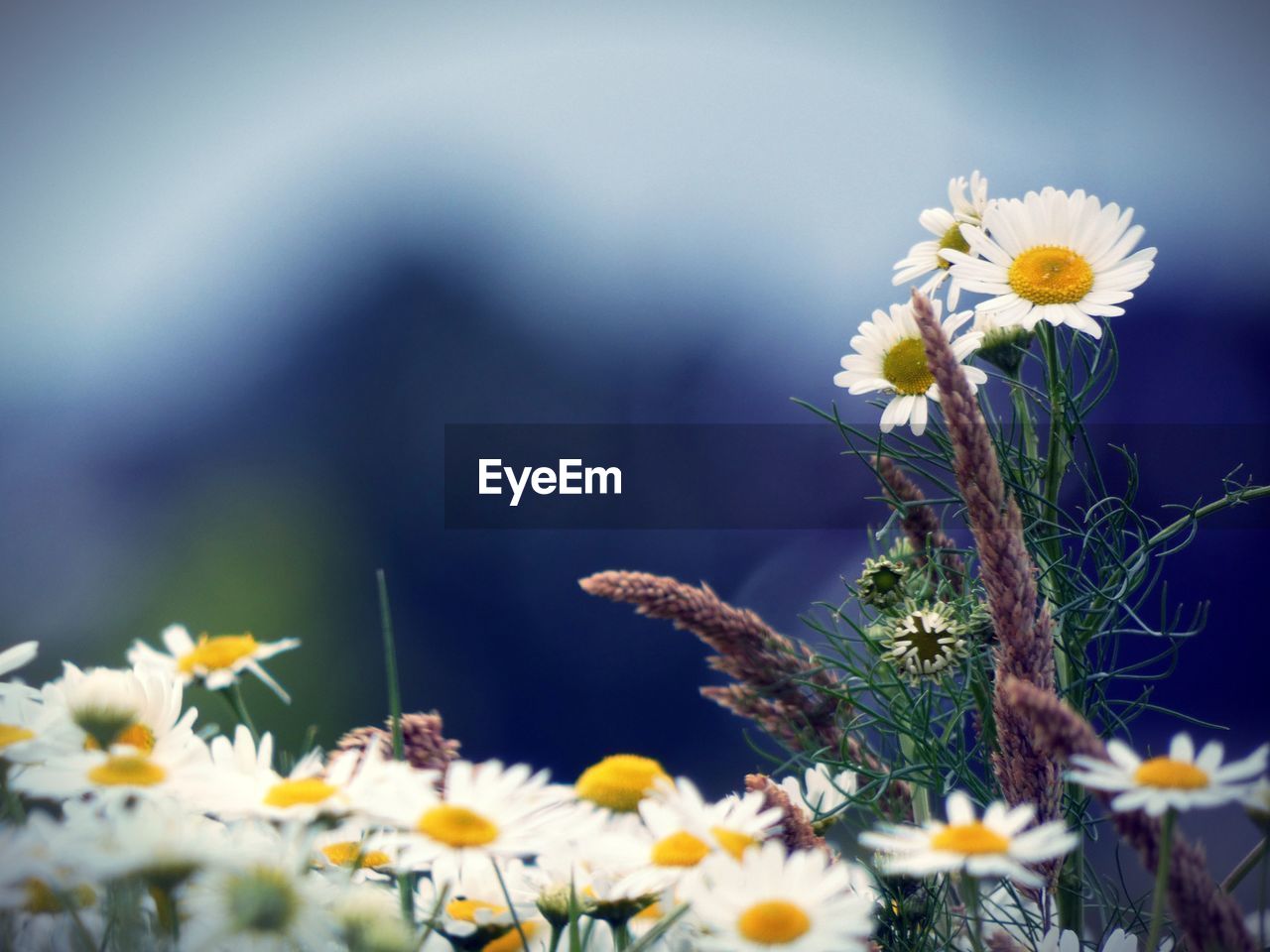 Close-up of daisy flowers on field