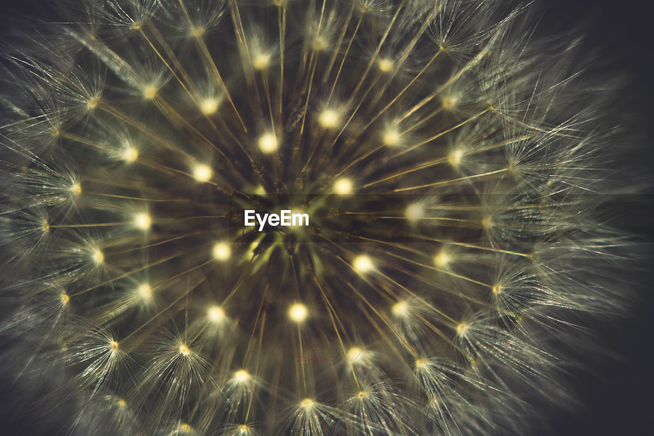 LOW ANGLE VIEW OF ILLUMINATED DANDELION AT NIGHT