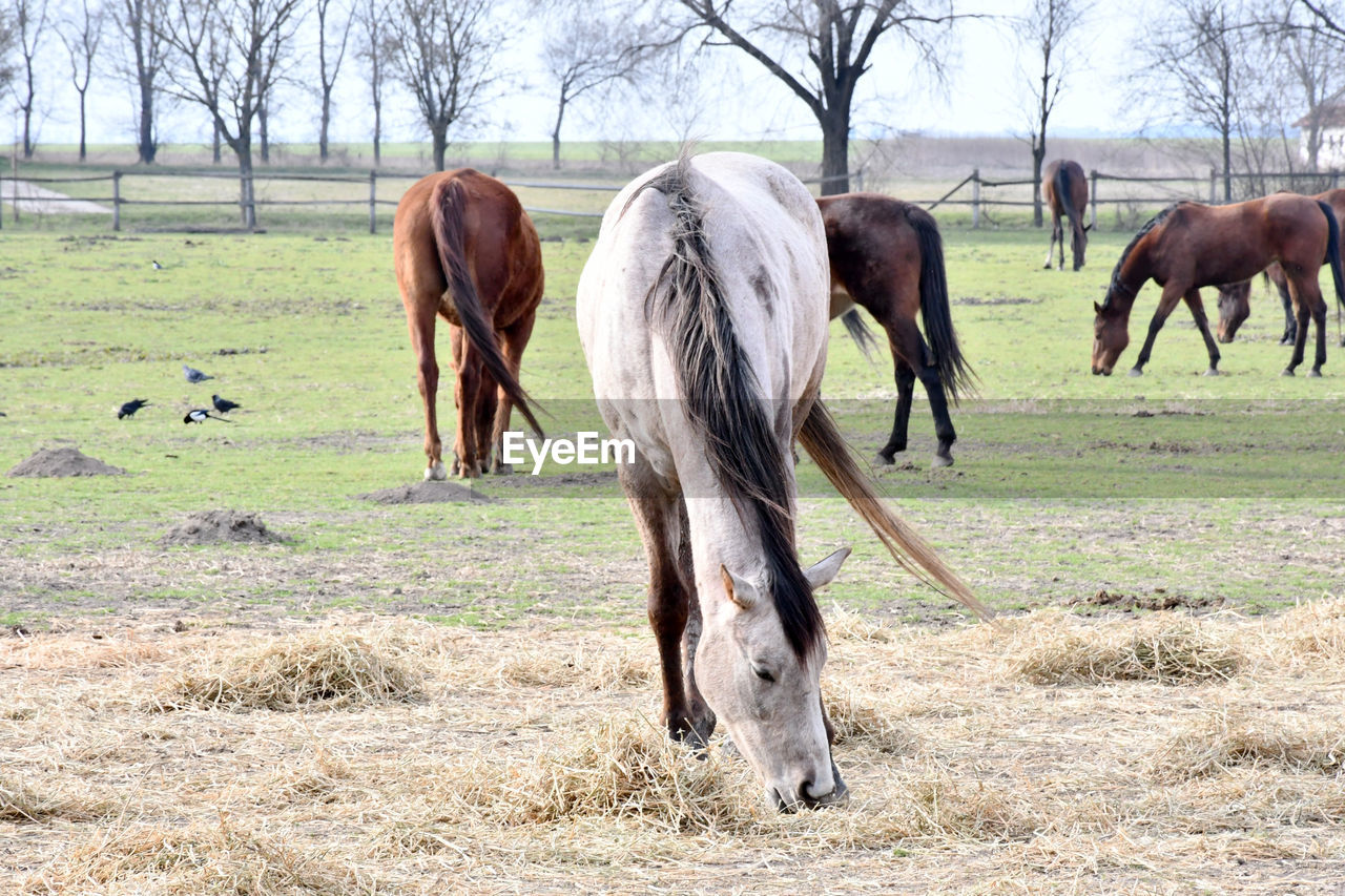 HORSES GRAZING IN FIELD