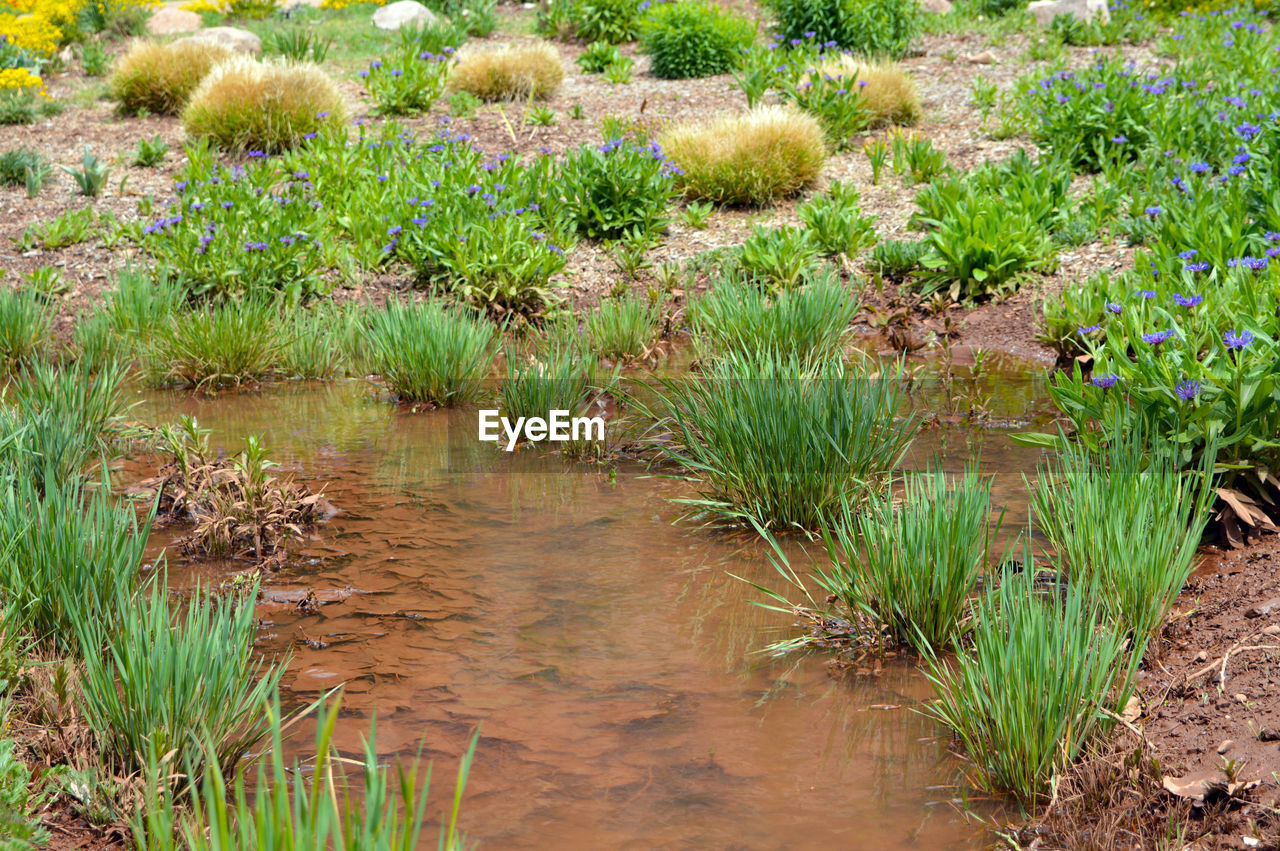 PLANTS GROWING IN FARM