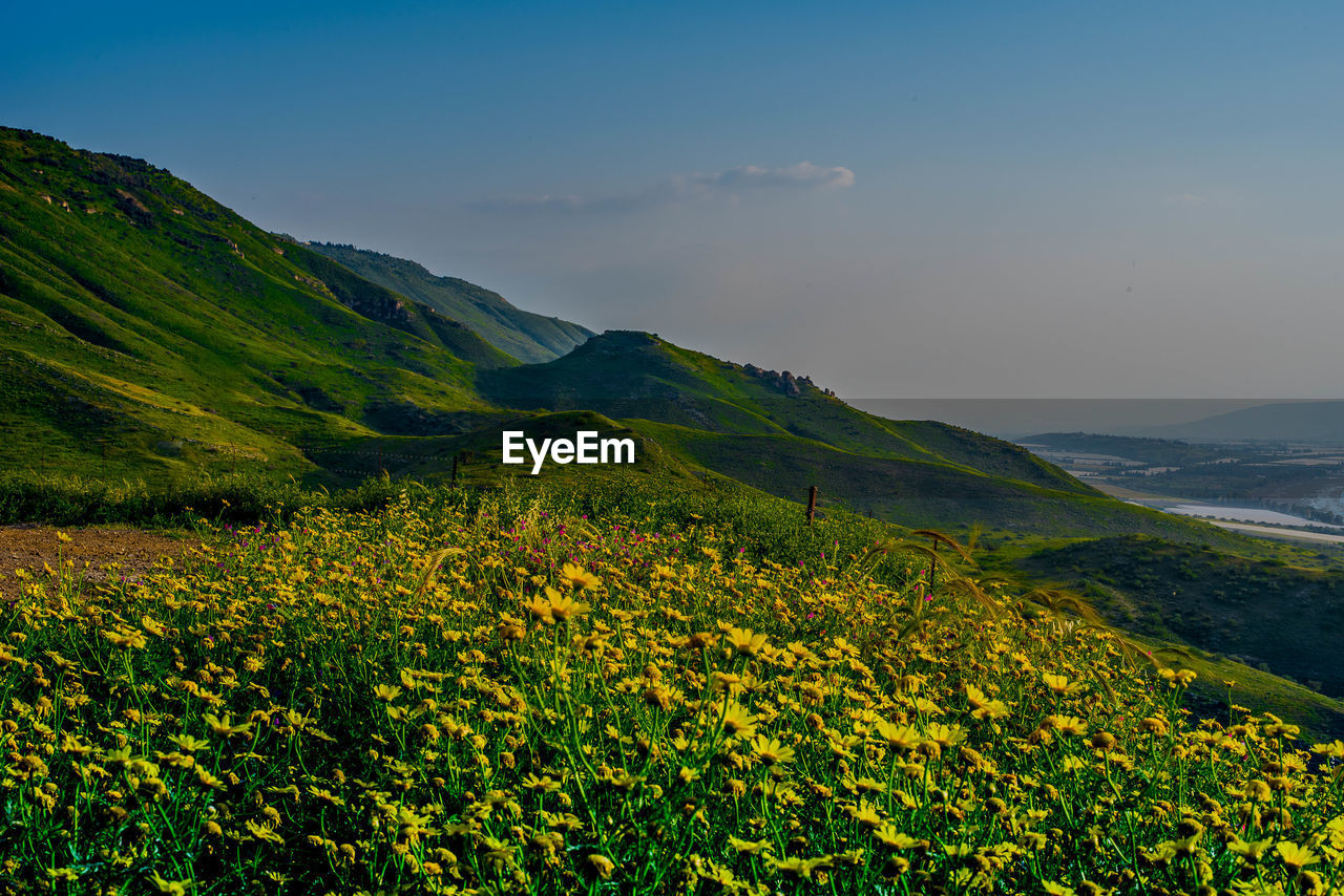 Scenic view of flowering plants and mountains against sky