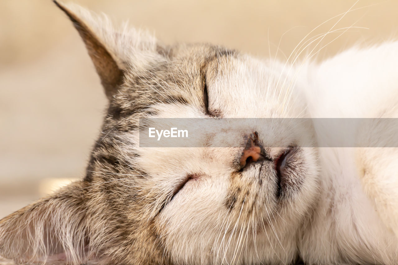 CLOSE-UP OF CAT SLEEPING OUTDOORS