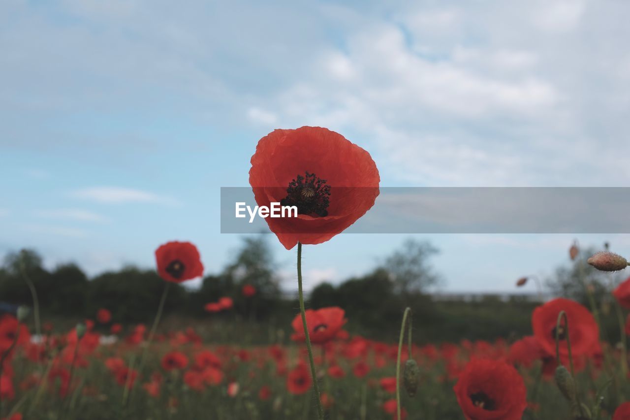 Close-up of red flower blooming in field