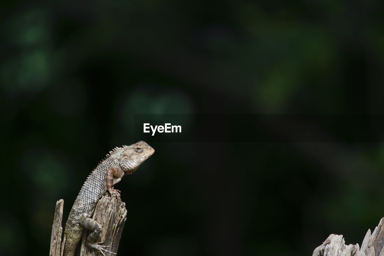 Close-up of lizard on tree