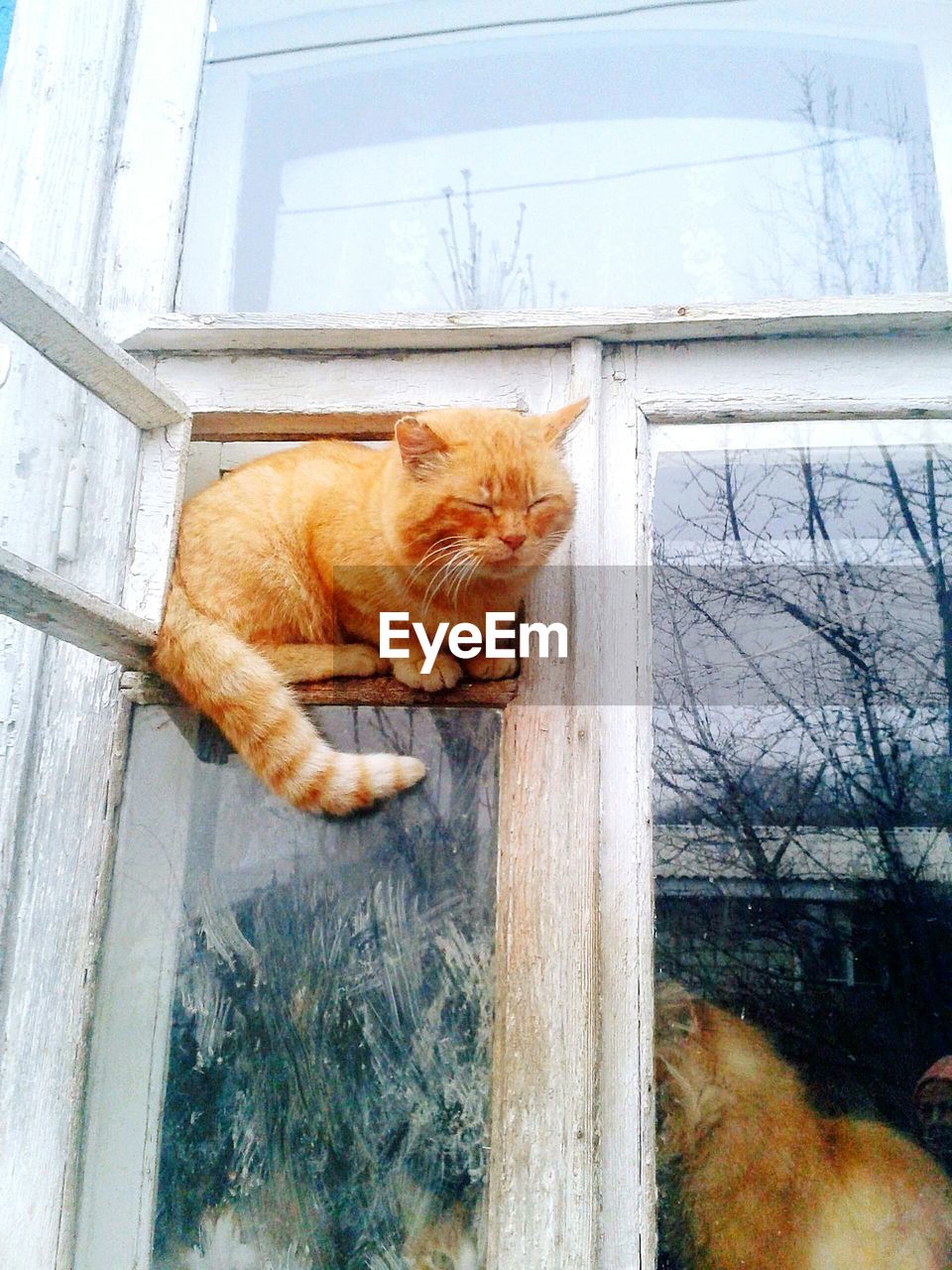 Cat stuck in glass window