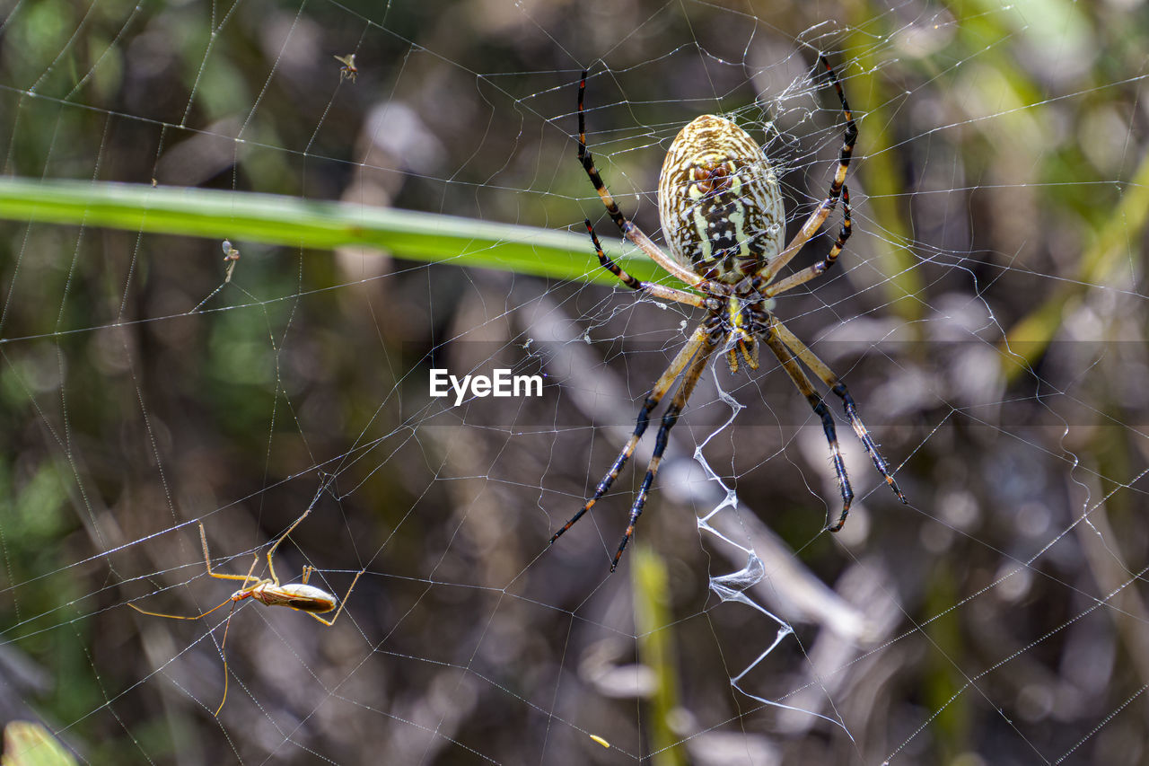 CLOSE-UP OF SPIDER WEB