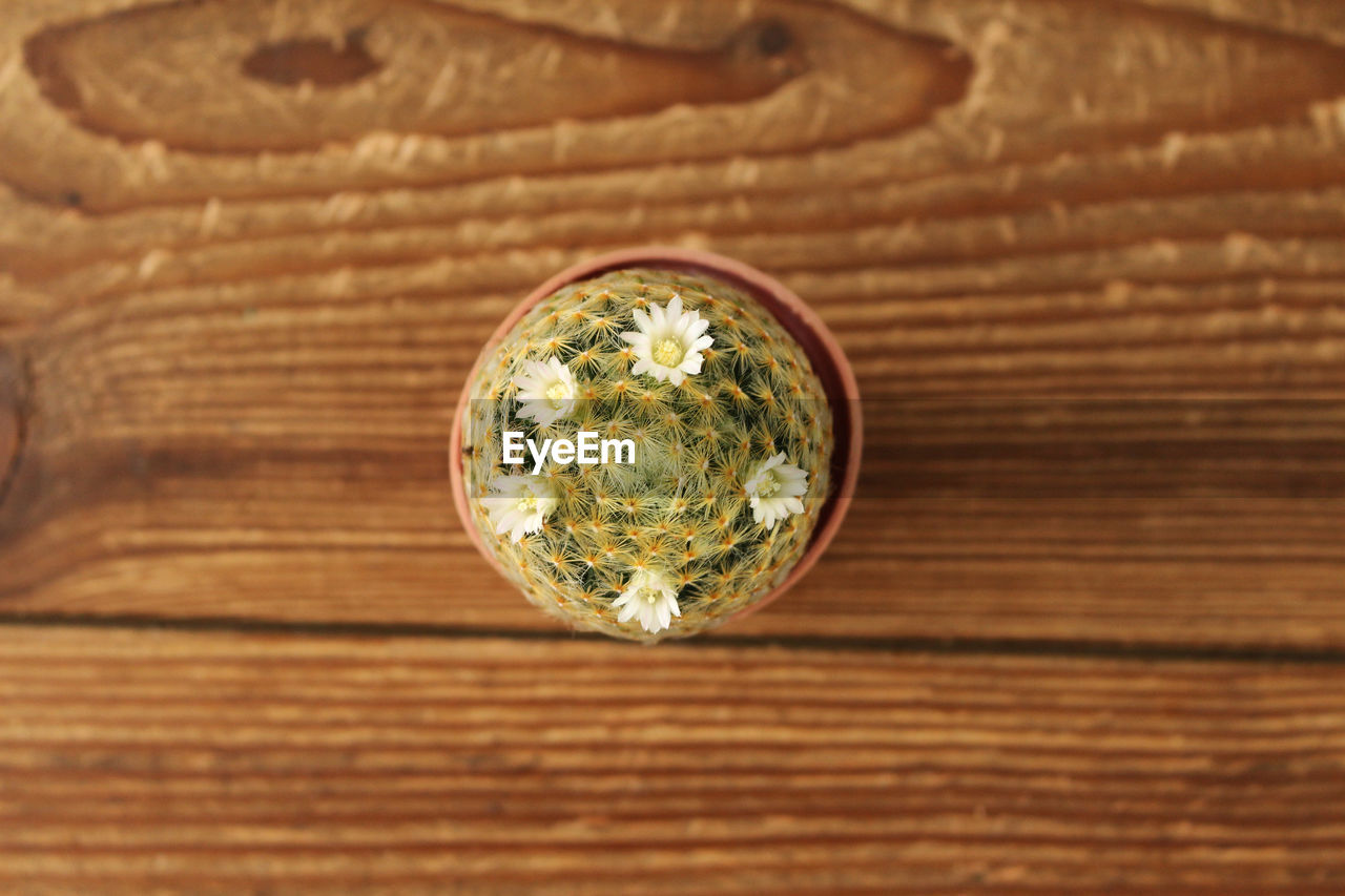 HIGH ANGLE VIEW OF BREAD ON WOOD