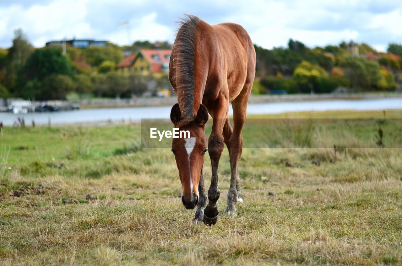 Horse on countryside landscape