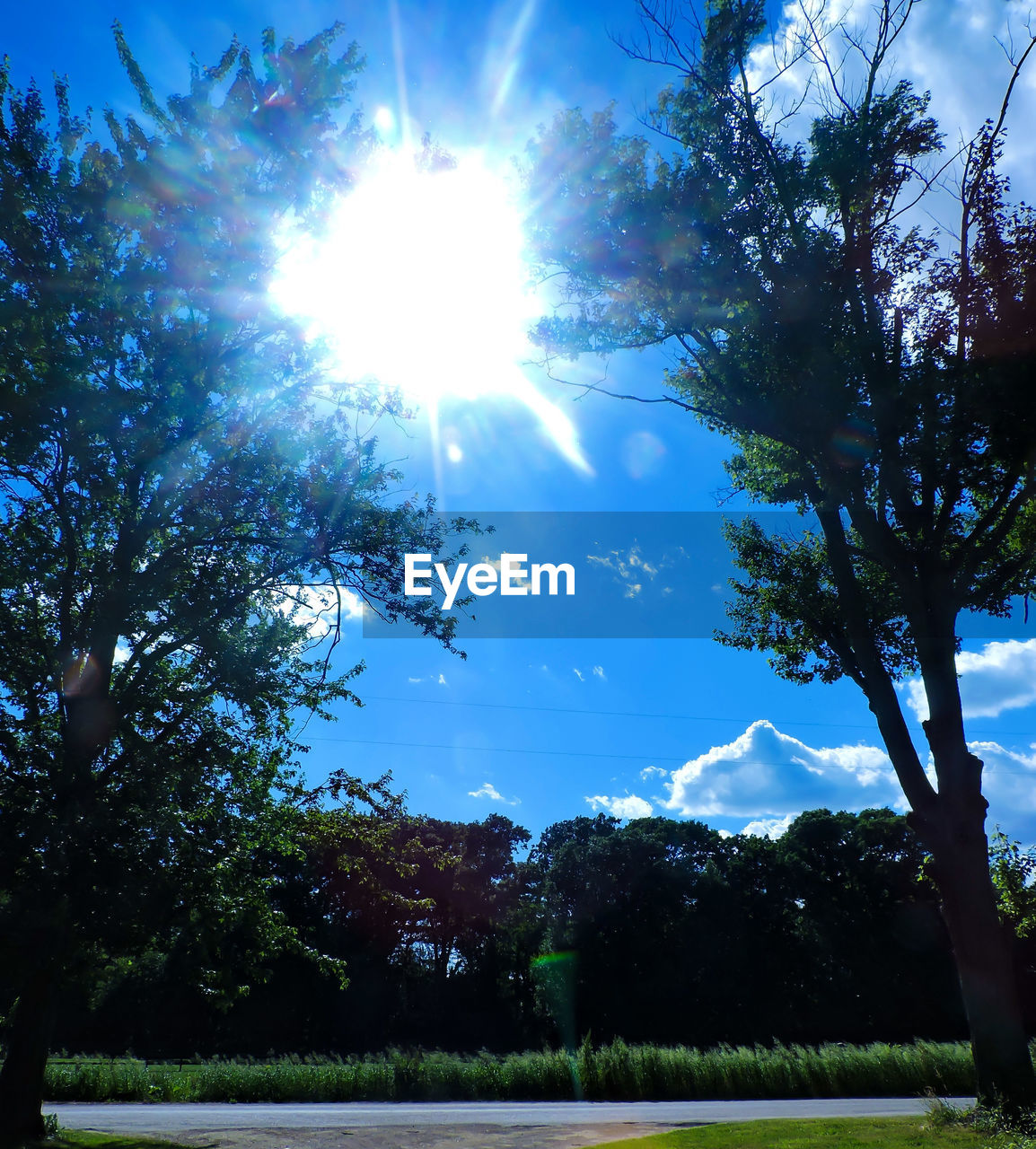 TREES ON FIELD AGAINST SKY