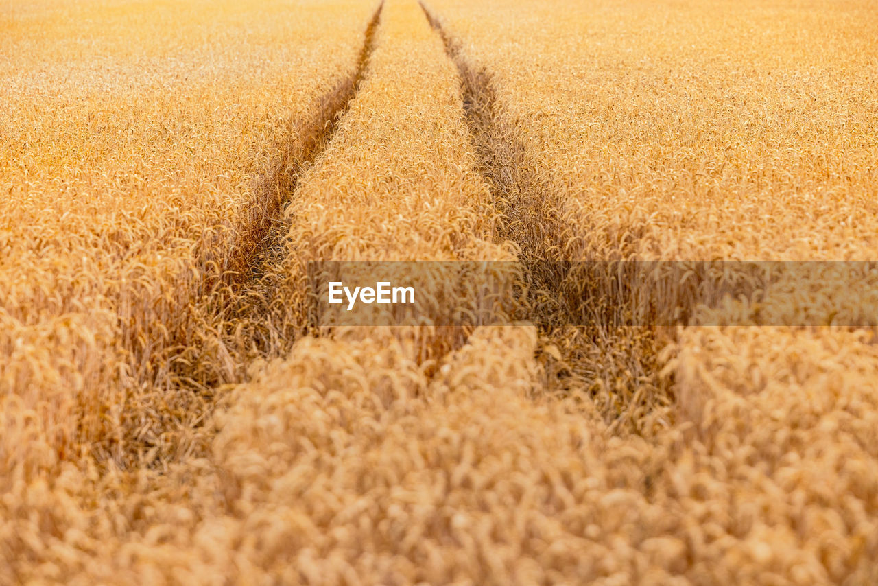 A field of mature small wheat in hot summer with a tractor track to the horizon, hesse, germany