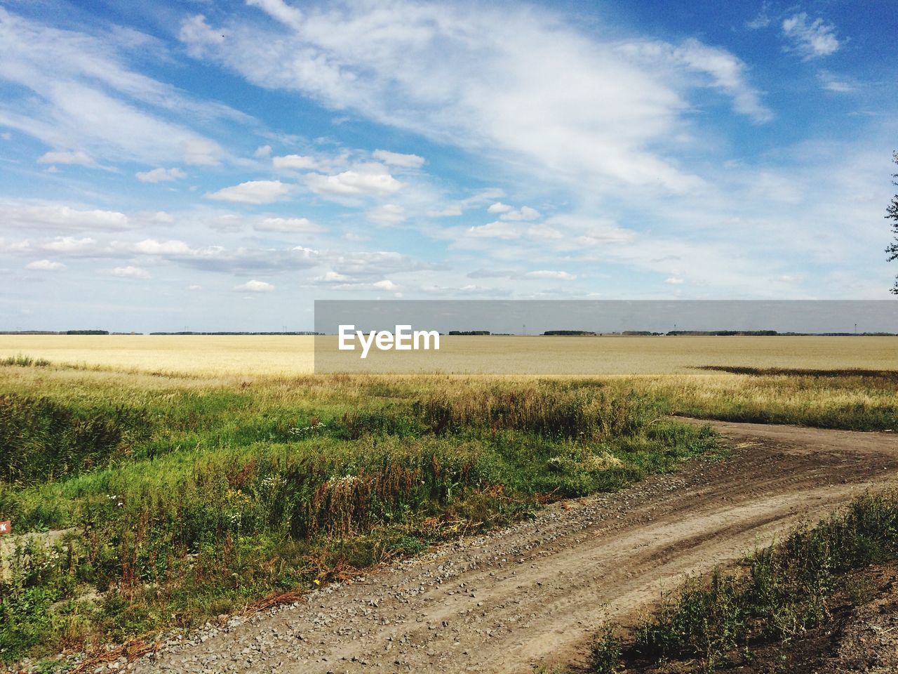 FIELD AGAINST SKY