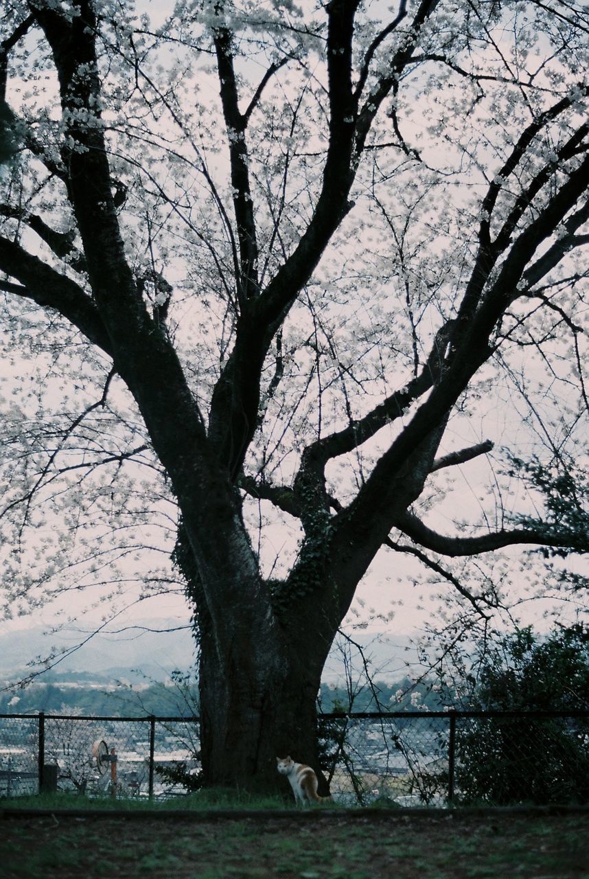 tree, plant, branch, nature, flower, sky, leaf, beauty in nature, tree trunk, no people, trunk, bare tree, outdoors, tranquility, day, water, scenics - nature, architecture, land, fence, blossom, winter, tranquil scene