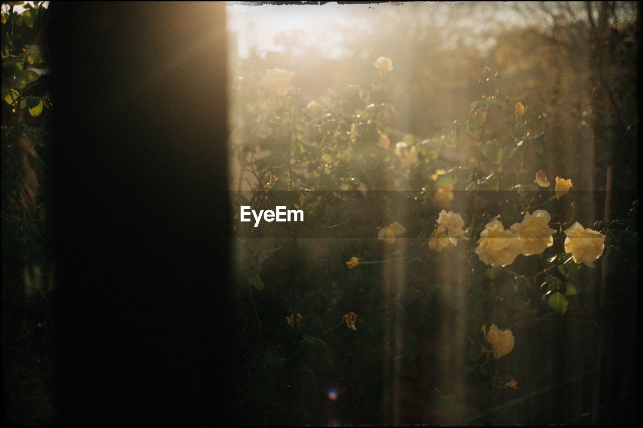 Close-up of flowering plants seen through glass window