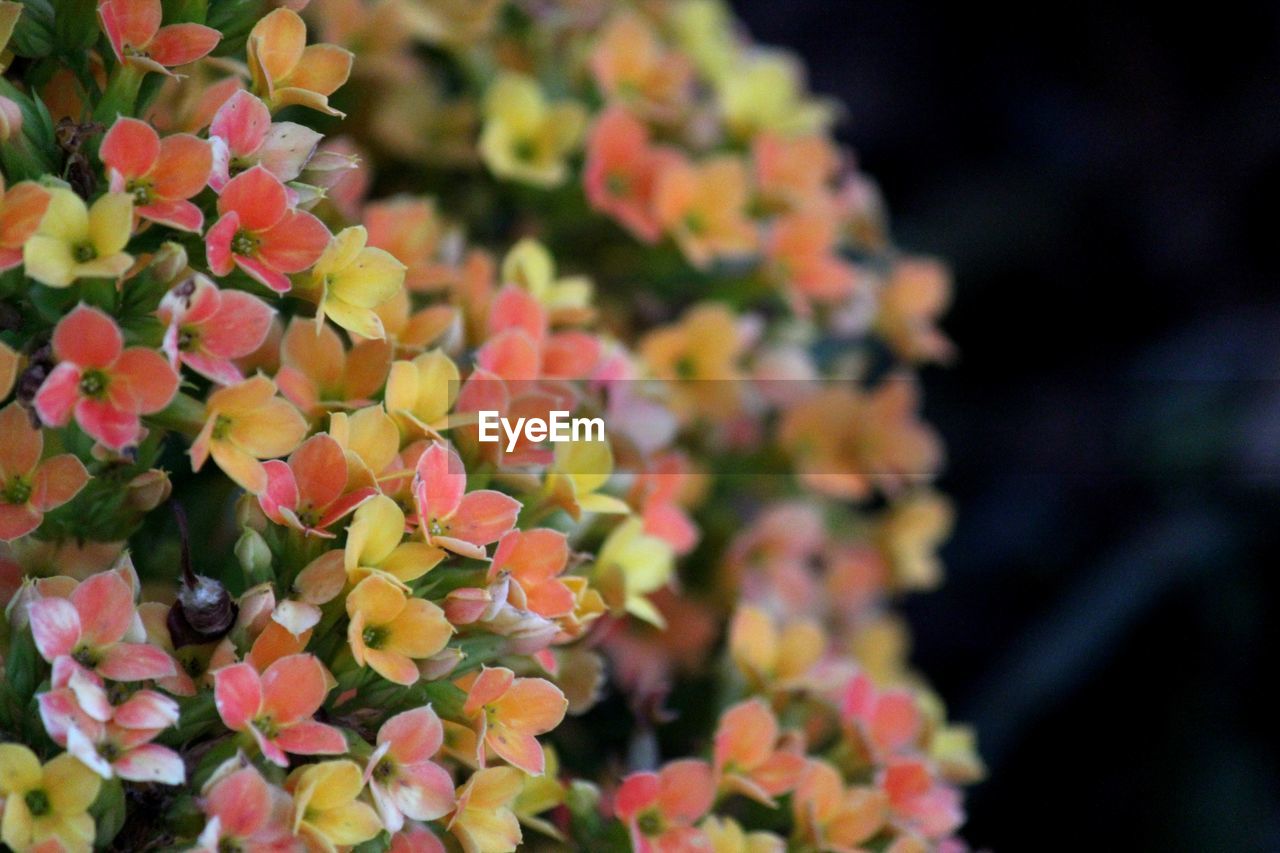 Beautiful yellow, orange and pink kalanchoe flowers