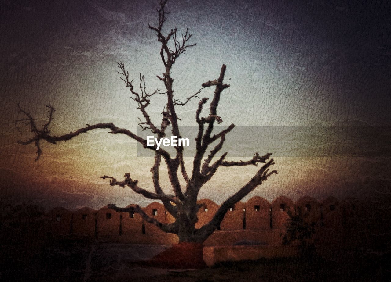 BARE TREE AGAINST PLANTS AT SUNSET