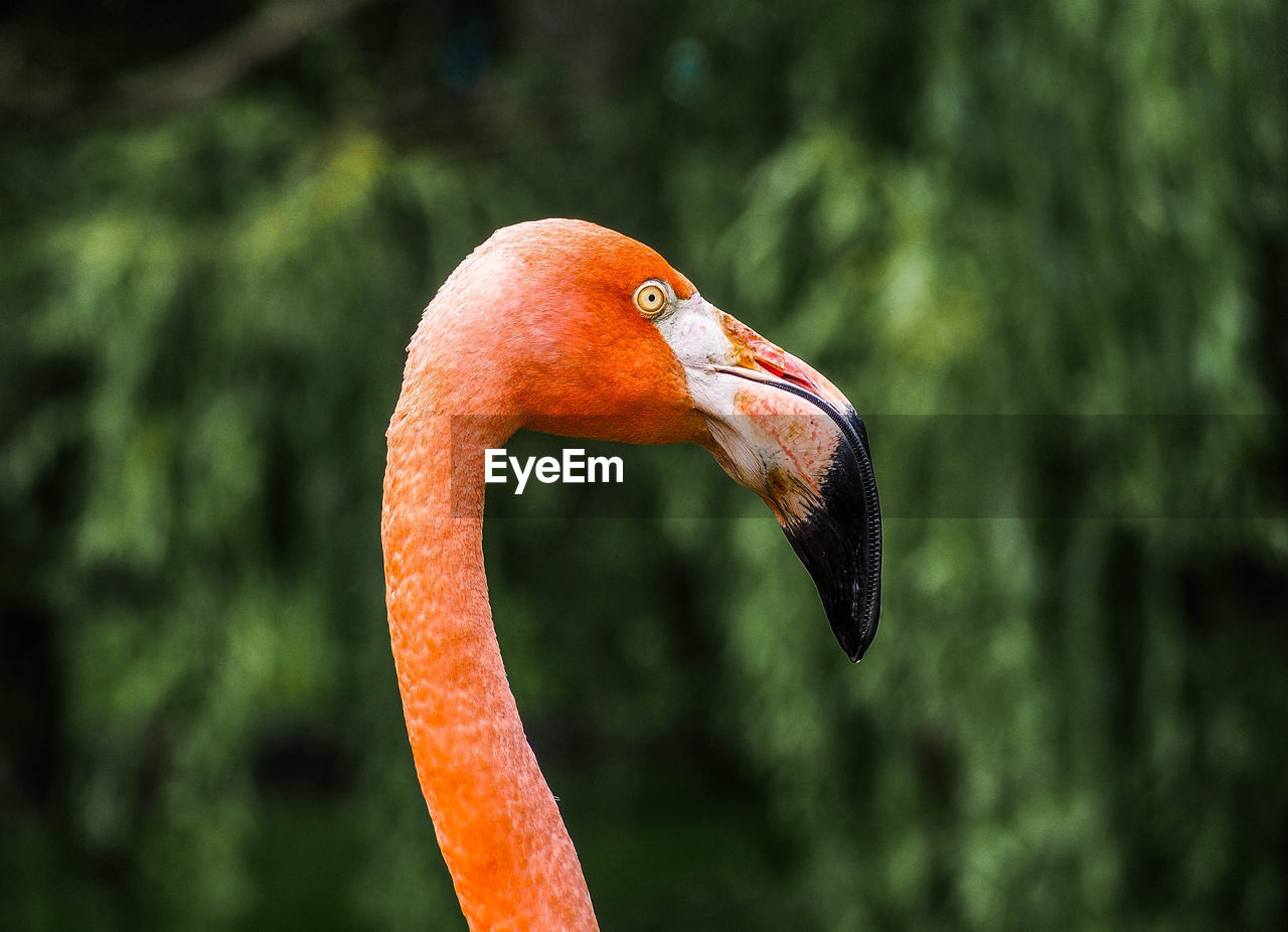 Close-up of flamingo