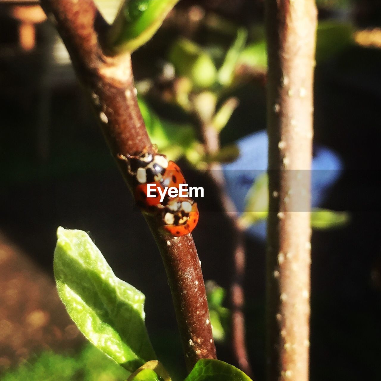 CLOSE-UP OF LADYBUG ON PLANTS