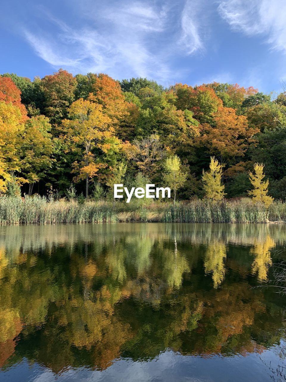 Scenic view of lake by trees