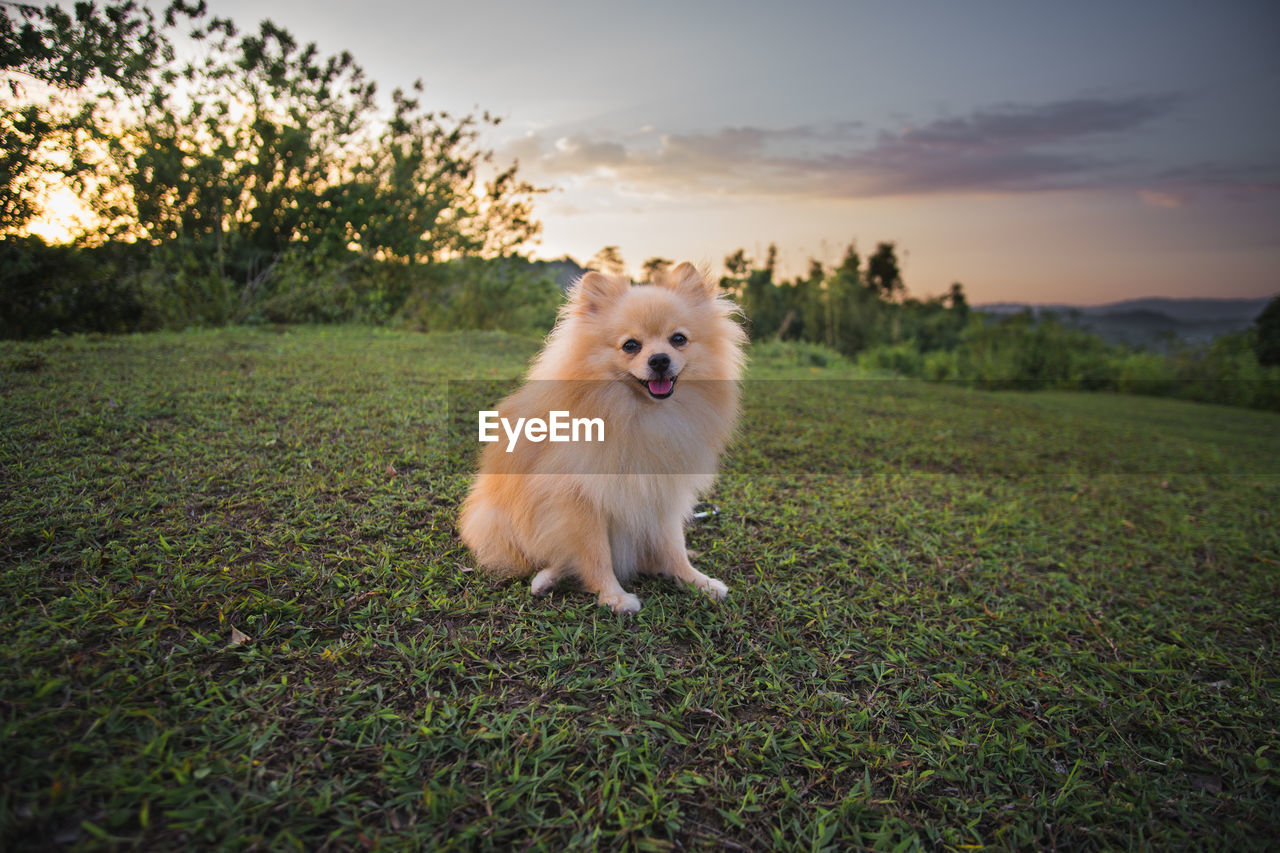 PORTRAIT OF DOG ON FIELD BY GRASS