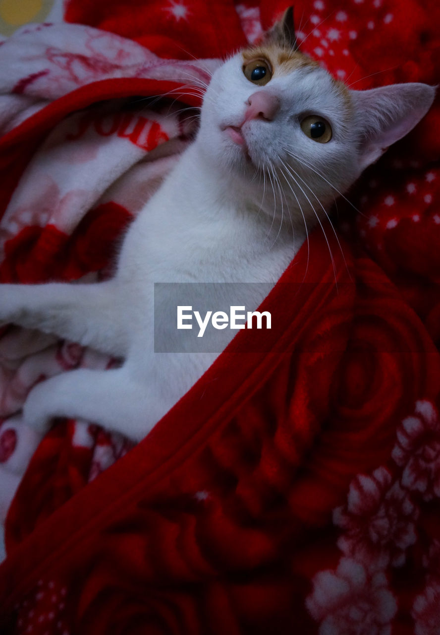 CLOSE-UP PORTRAIT OF CAT WITH RED EYES