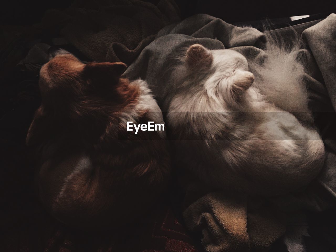 High angle view of dogs sleeping at home