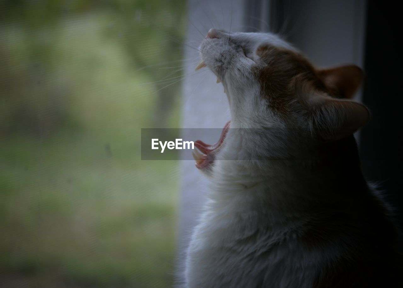 Close-up side view of a cat yawning