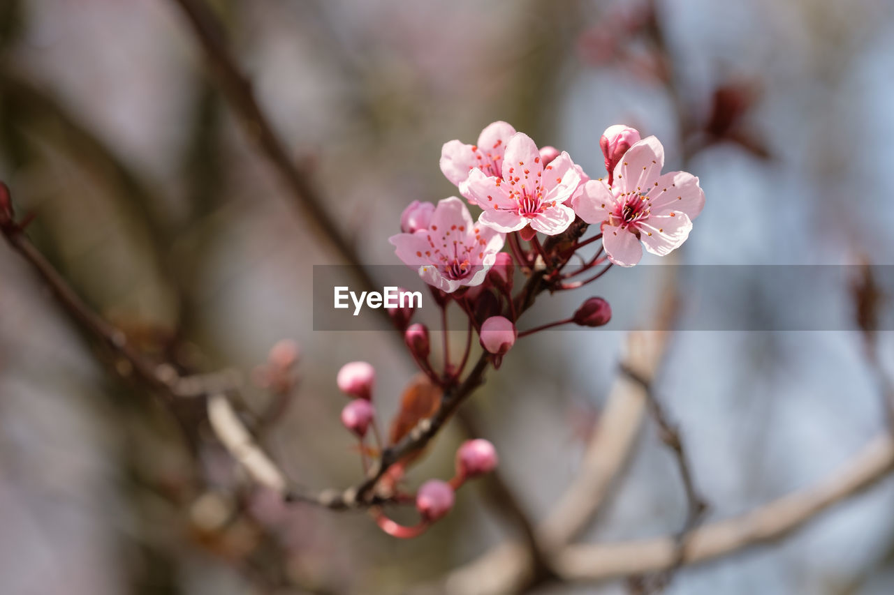 Pink flowers of cherry plum tree prunus cerasifera